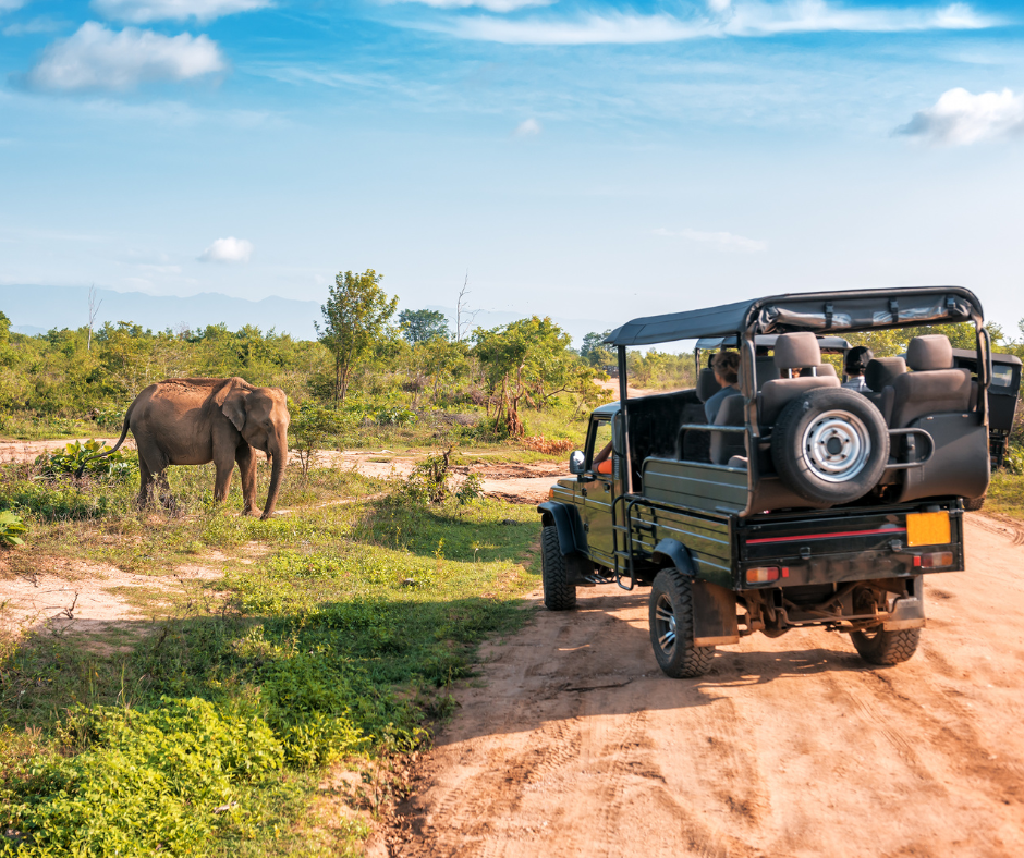 Yala national park