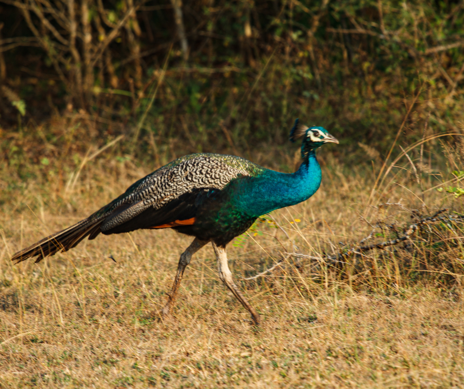Yala national park